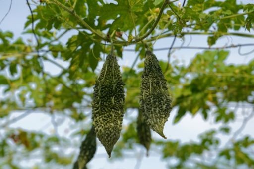 怀化 山苦瓜茶ODM